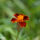 Tagetes3_CLP-2