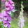 AdobeStock_189150727_Foxglove