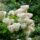 AdobeStock_315281614_Hydrangea_paniculata