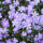 AdobeStock_340669096_Phlox