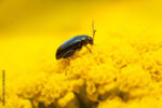 AdobeStock_631214265_FleaBeetle