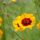 AdobeStock_97160064_Coreopsis