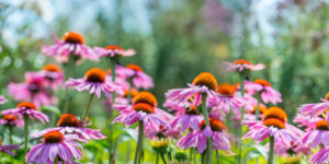 Feature image coneflower
