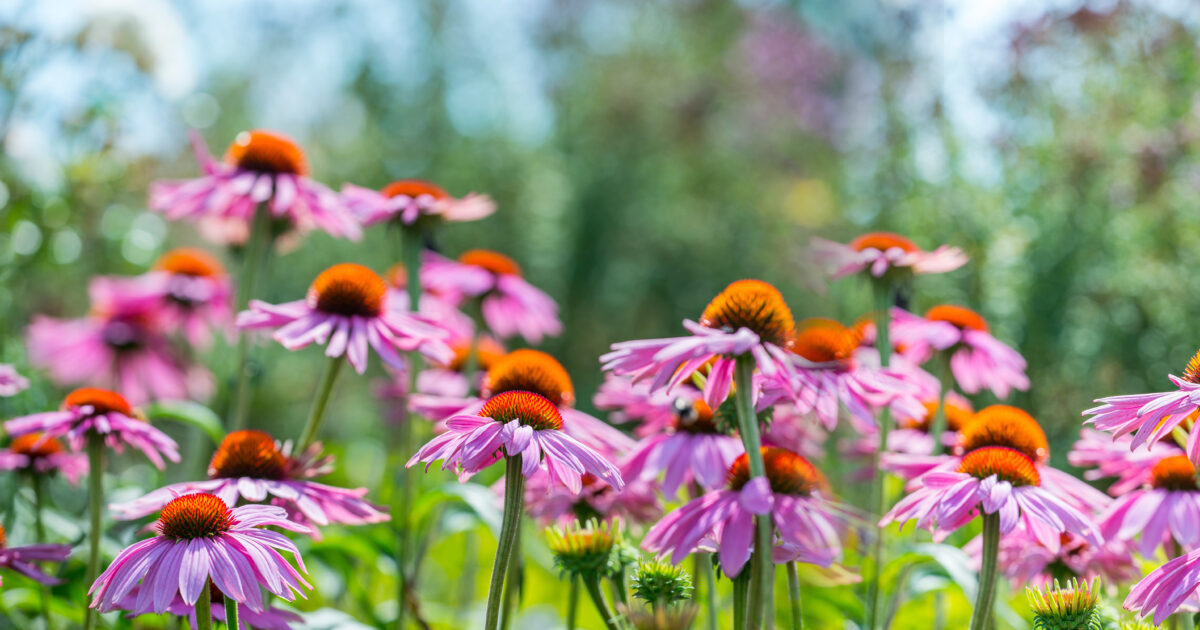 Feature image coneflower