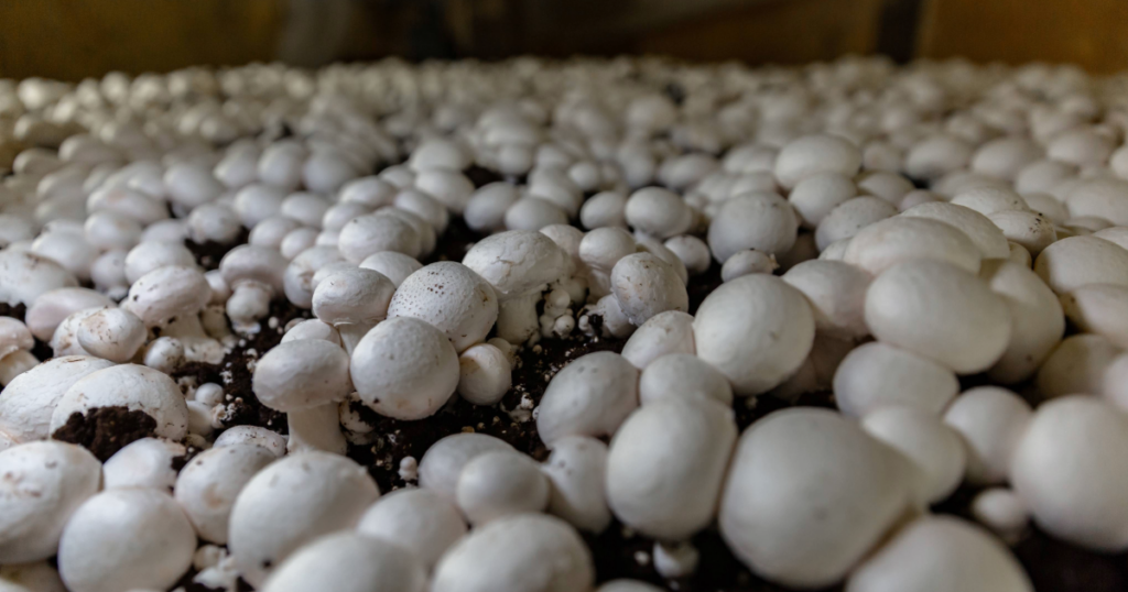 Learn how IR-4 supports mushroom growers in this story by Robin Siktberg.