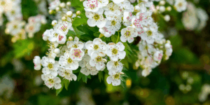 hawthorn feature (1)