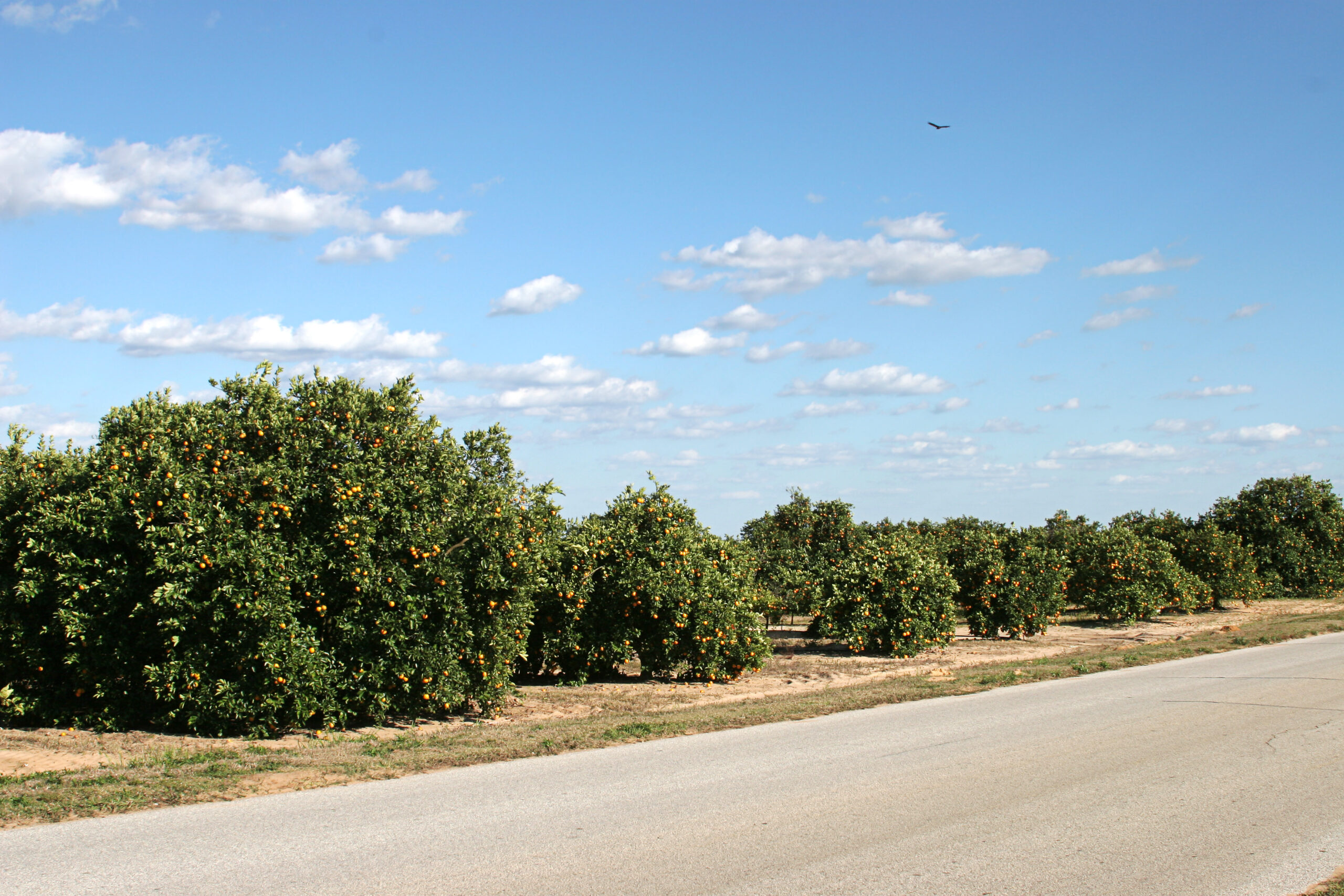 orange groves in florida by Lisa F. Young / Adobe Stock