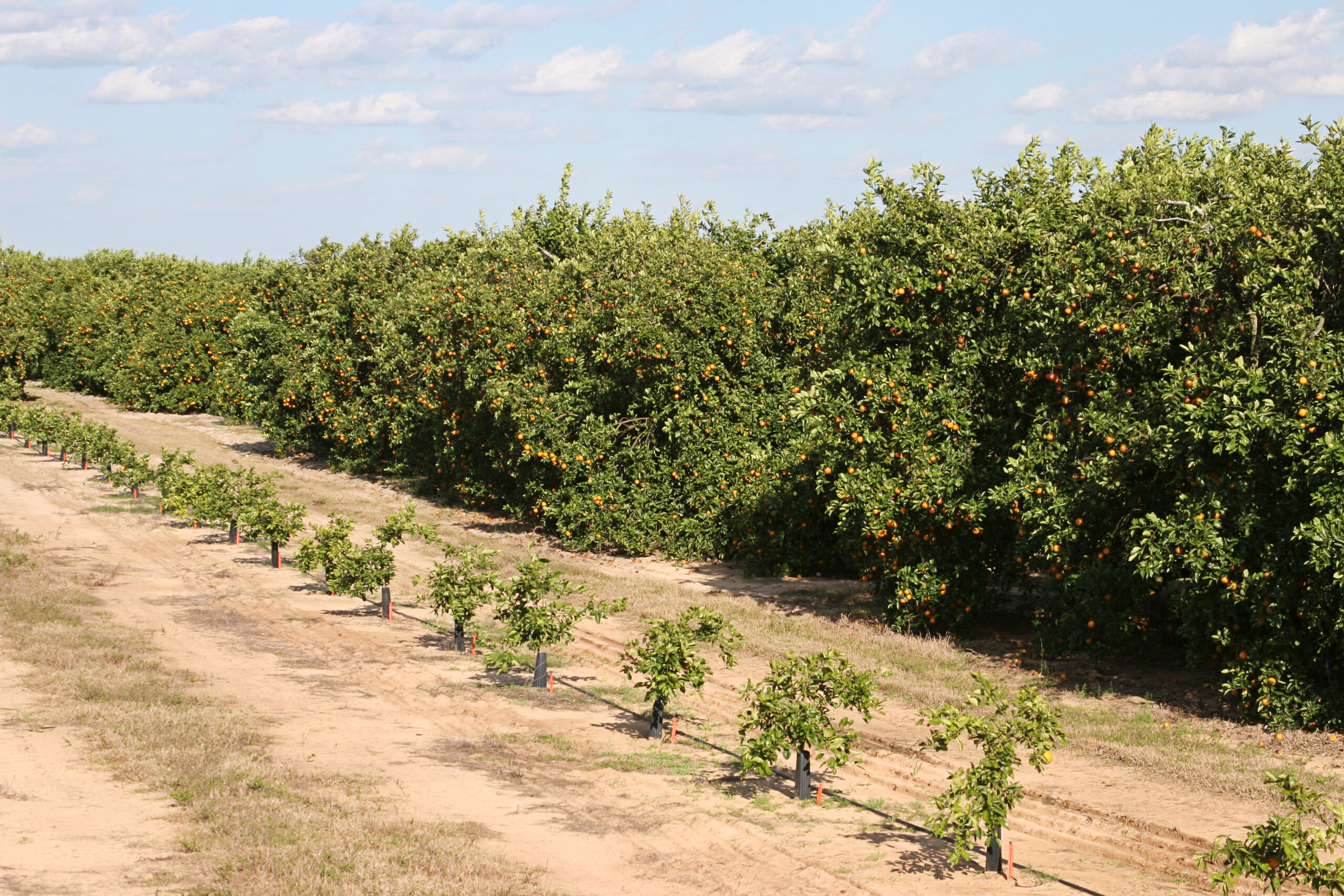 Image of the stages of orange trees in Florda by Lisa F. Young / Adobe Stock