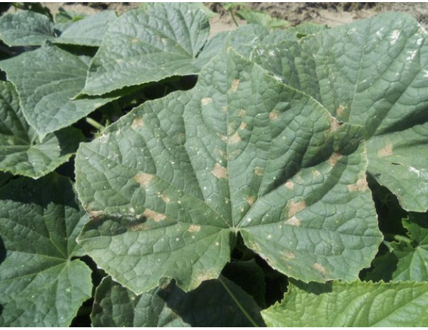 Dr. Lina Quesada, NC State Vegetable Pathology Lab