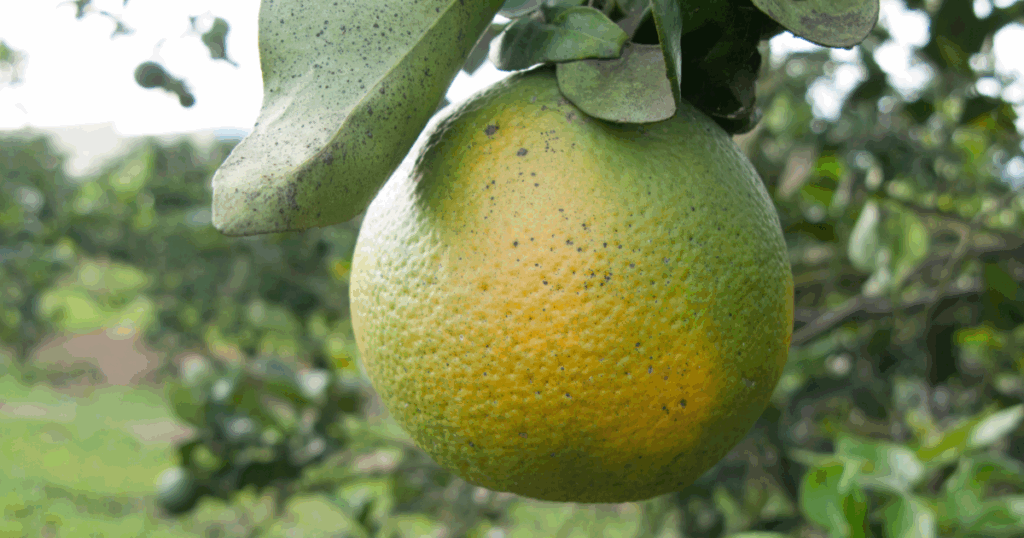 Learn about the devastation of citrus greening and options currently being explored in this story by Robin Siktberg.