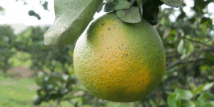 citrus greening feature
