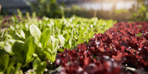 Greenhouse Lettuce Feature Image