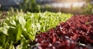 Greenhouse Lettuce Feature Image