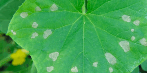 ITS 2026 Save the Date Draft-8 (2) ITS 2026 Save the Date Draft-8 (2)