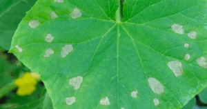 ITS 2026 Save the Date Draft-8 (2)