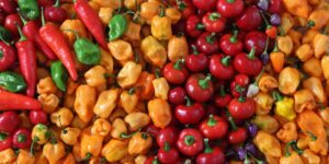 Image of colorful red, yellow, orange and green peppers