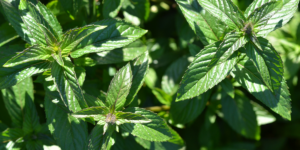 Mint Feature Image