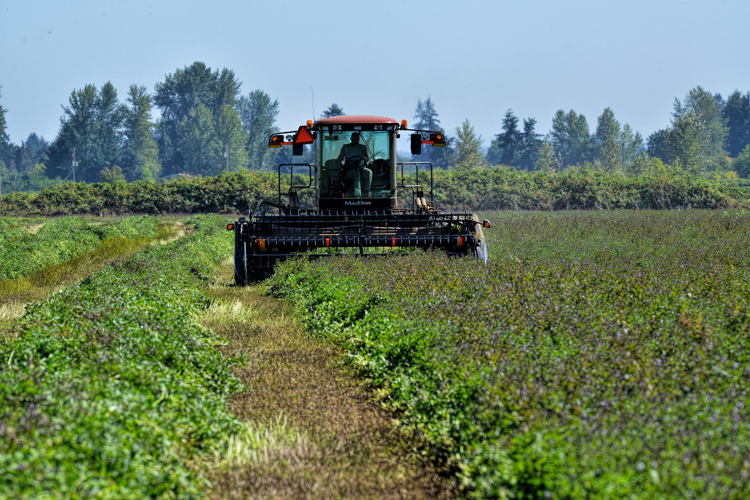 harvest1 A tractor harvests mint in a field.