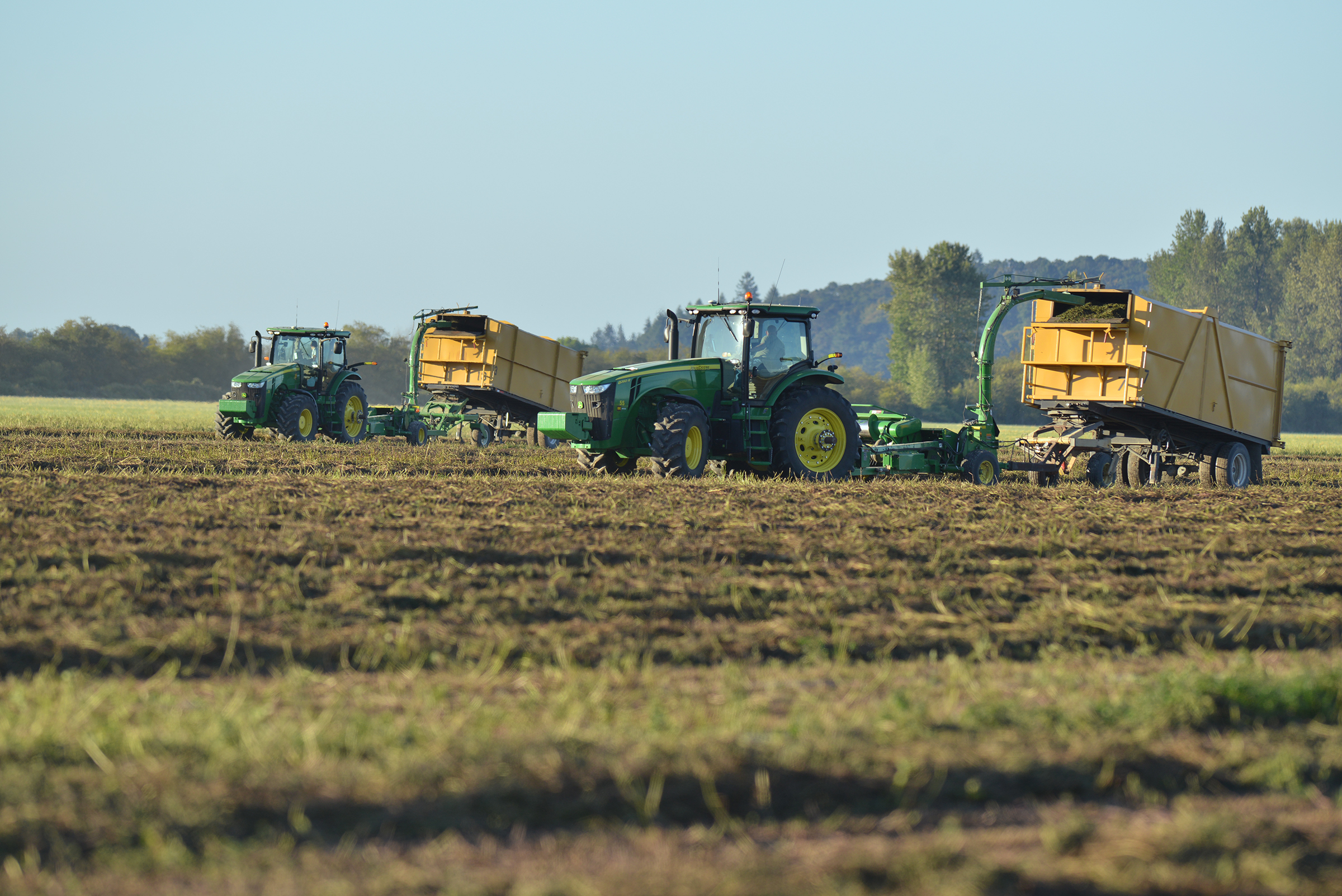 harvest2 Two tractors harvest mint in a field to be processed into oil.