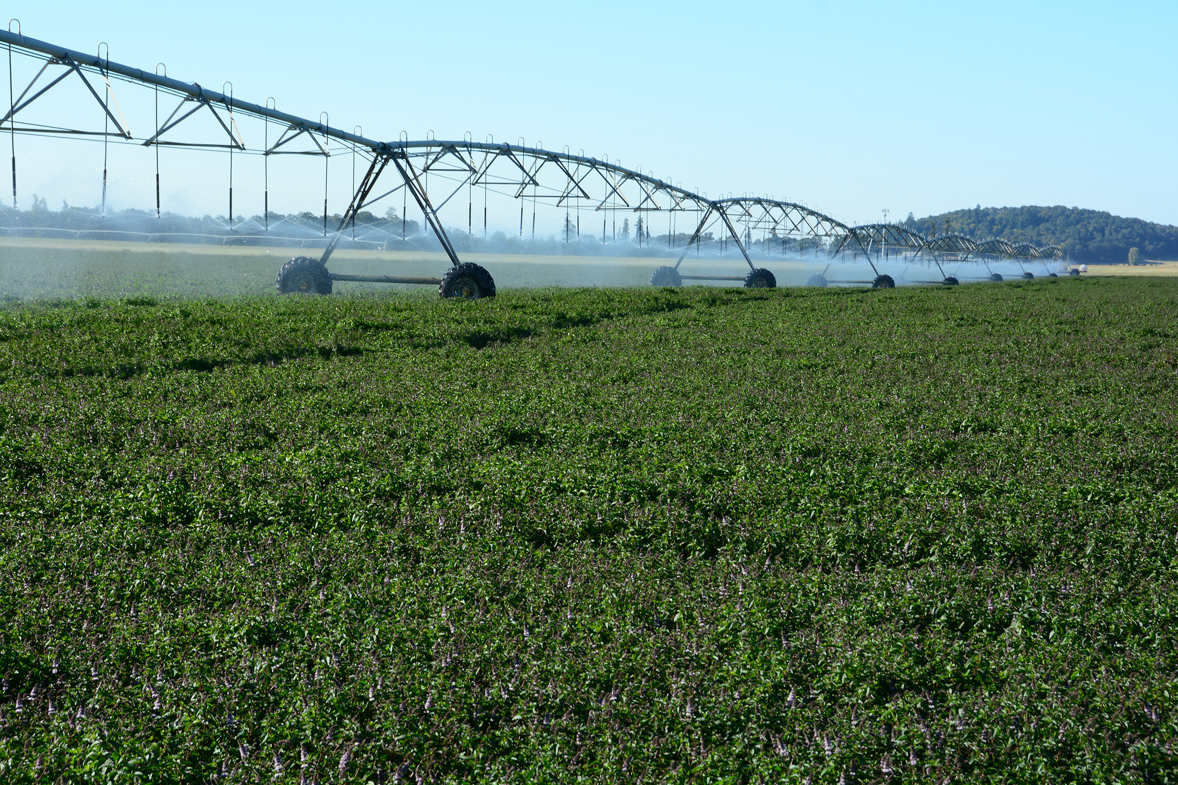 irrigation1 A mint field being irrigated.