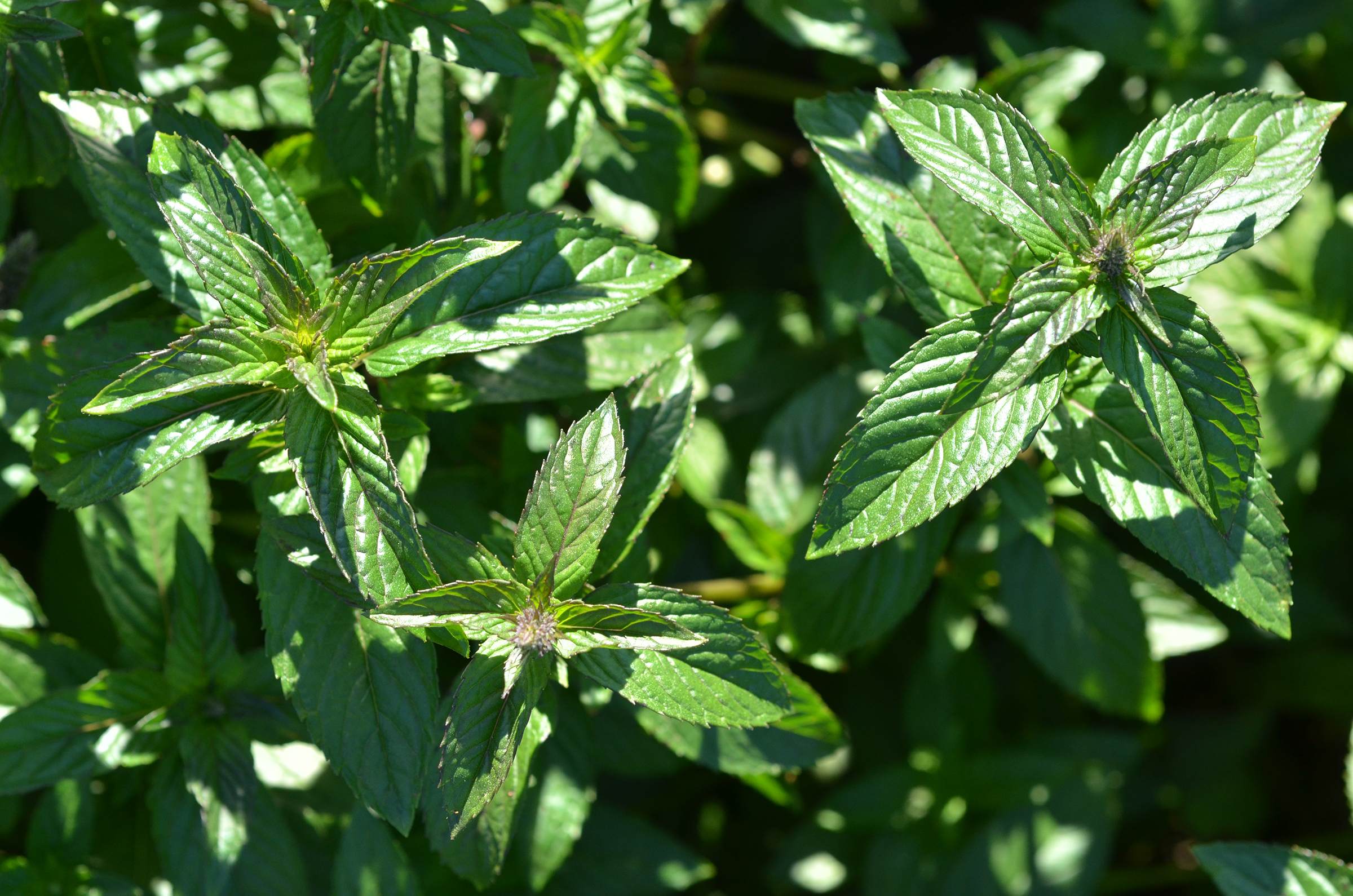 plant1 Closeup of peppermint grown commercially in the US.