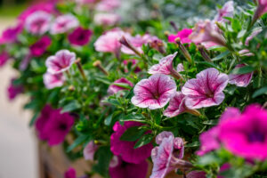 Close-up of a pink Surfinia (Petunia x hybrida) flower in early summer