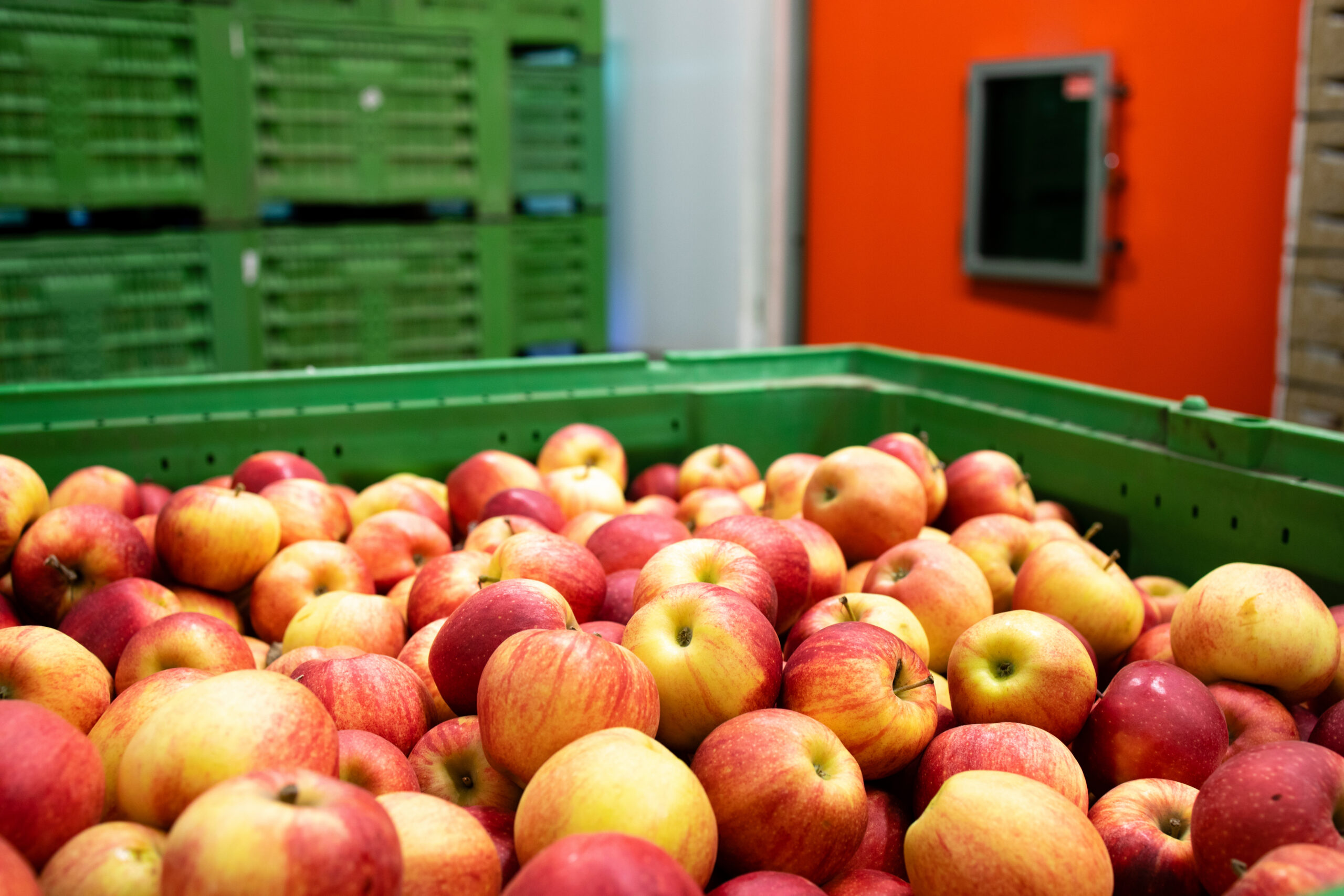 Apple fruit waiting to be moved into cold storage in food processing factory. A large bin of apples at a processing facility