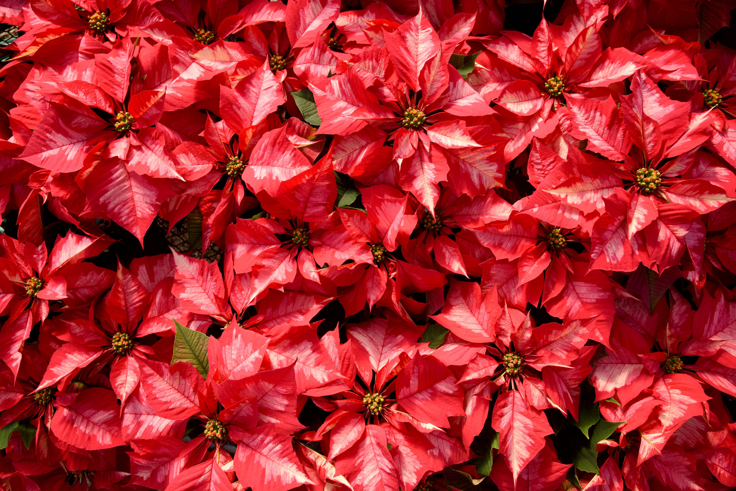 CALS.poinsettia.1668