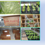 Six grouped pictures showing plants at different stages of simulated shipping from being in the greenhouse to being shipped and stored before being place on simulated retail shelf