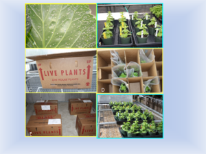 Six grouped pictures showing plants at different stages of simulated shipping from being in the greenhouse to being shipped and stored before being place on simulated retail shelf