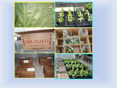 Six grouped pictures showing plants at different stages of simulated shipping from being in the greenhouse to being shipped and stored before being place on simulated retail shelf