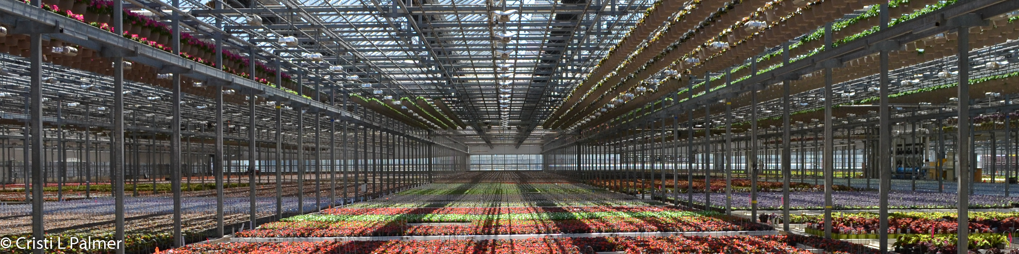 Indoor production of young bedding plants and hanging baskets in large greenhouse operation