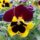 Pansy flower