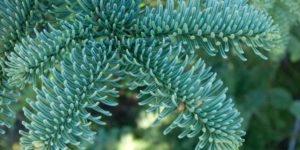 Evergreen conifer with short tight needle-like leaves on twigs