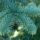 Evergreen conifer with short tight needle-like leaves on twigs