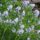 Bunches of bluestar flowers