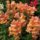 Snapdragon flowering spikes