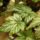 Begonia leaves