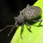 Black vine weevil on leaf