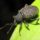 Black vine weevil on leaf