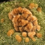 Chrysanthemum white rust pustules