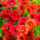 Calibrachoa flowers