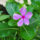 Periwinkle Flower