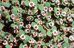 Weedy spurge