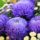 Chrysanthemums and asters