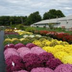 Chrysanthemums at Cornell's Long Island Horticulture Research and Extension Center