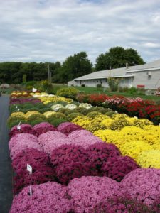 Chrysanthemums at Cornell's Long Island Horticulture Research and Extension Center