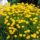 Tickseed flowers
