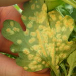 Closeup of chrysanthemum white rust on a leaf