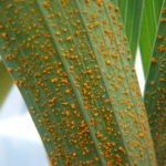 Gladiolus Rust